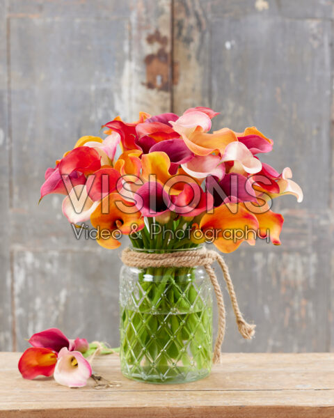 Zantedeschia Fire mix Zantedeschia Fire mix