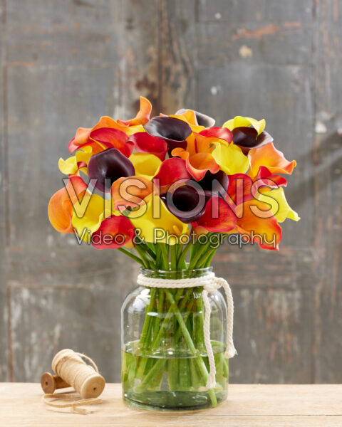  Zantedeschia Sunny mix
