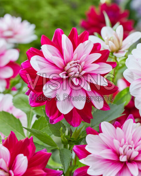 Dahlia PJM 28 Dahlia PJM 28
