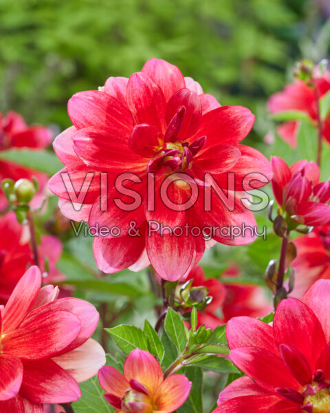 Dahlia PJM 26 Dahlia PJM 26