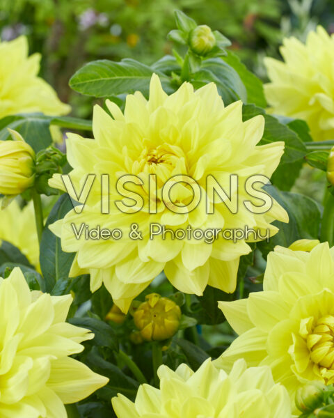 Dahlia Go Go Yellow Dahlia Go Go Yellow