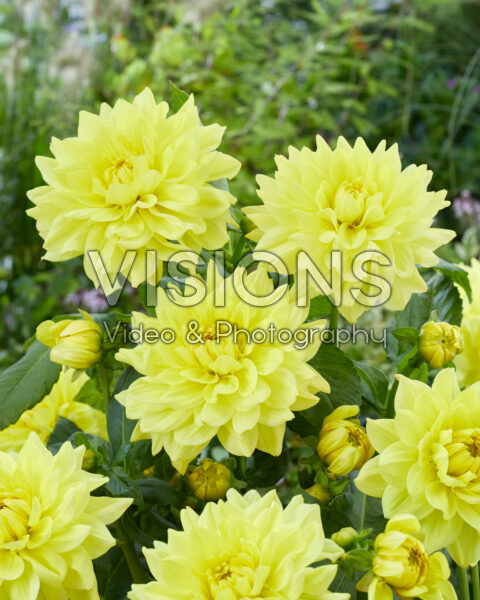 Dahlia Go Go Yellow Dahlia Go Go Yellow