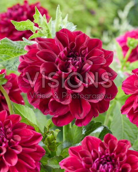Dahlia Go Go Purple Dahlia Go Go Purple