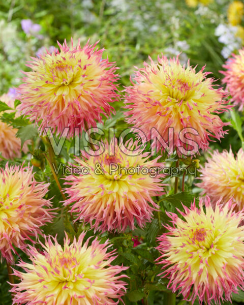 Dahlia Hapet P
