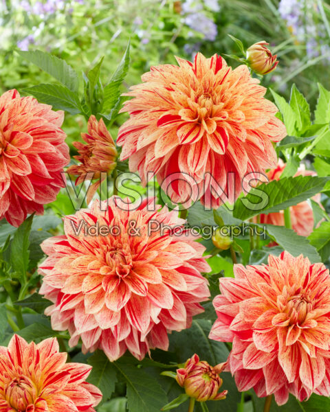 Dahlia Jowey Brochant Dahlia Jowey Brochant