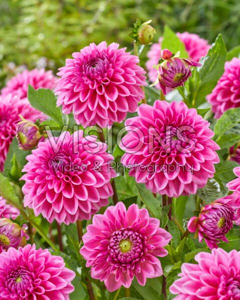 Dahlia Sandra