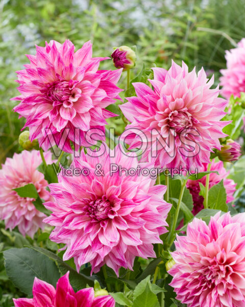 Dahlia Cafe au Lait Royal