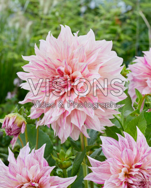 Dahlia Café au Lait Twist Dahlia Café au Lait Twist