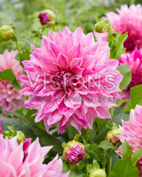Dahlia Cafe au Lait Royal Dahlia Cafe au Lait Royal