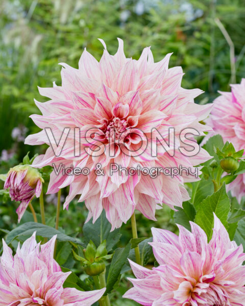 Dahlia Café au Lait Twist Dahlia Café au Lait Twist