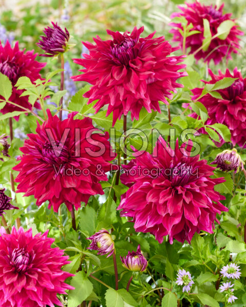 Dahlia Babylon Paars