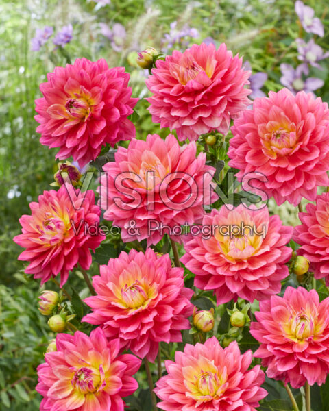 Dahlia Magenta Suprise