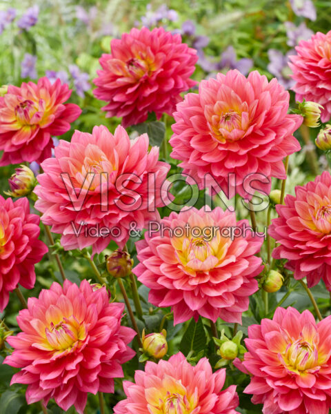 Dahlia Magenta Suprise Dahlia Magenta Suprise