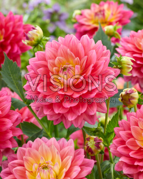 Dahlia Magenta Suprise Dahlia Magenta Suprise
