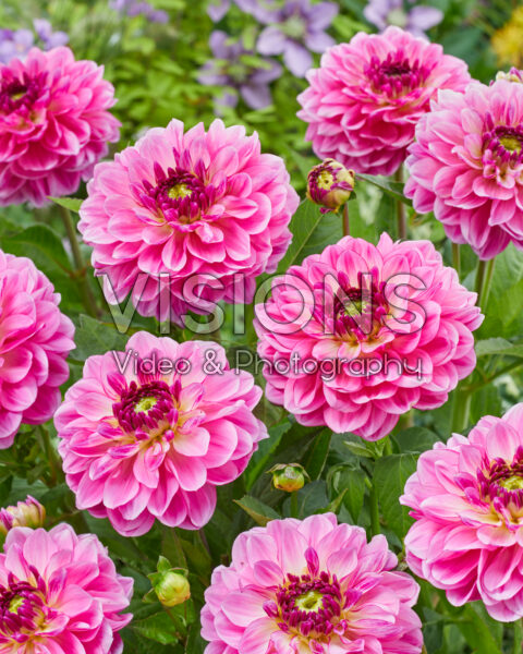 Dahlia Double Shine stock photo by Visions, Image: 0968104