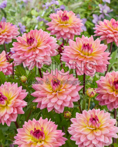 Dahlia Oleda Dahlia Oleda