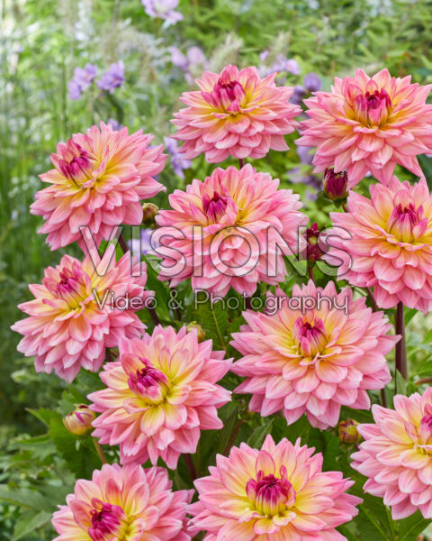 Dahlia Oleda Dahlia Oleda