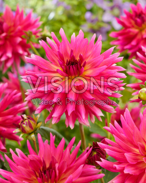 Dahlia Cherry Cake Dahlia Cherry Cake
