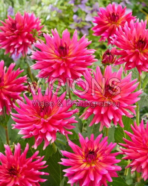 Dahlia Cherry Cake Dahlia Cherry Cake