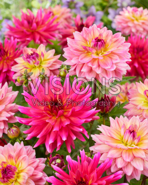 Dahlia Cherry Cake, Oleda Dahlia Cherry Cake, Oleda