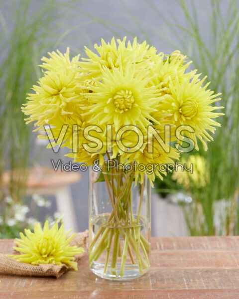 Dahlia Kennemerland Dahlia Kennemerland