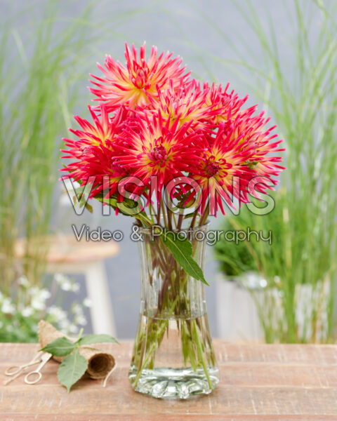 Dahlia Bora Bora Dahlia Bora Bora