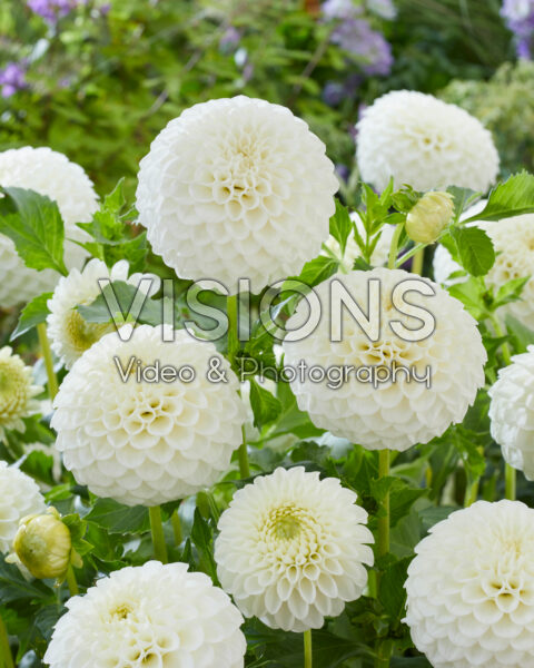 Dahlia Ryecroft Jan Dahlia Ryecroft Jan