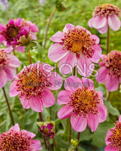 Dahlia Dad's Favourite
