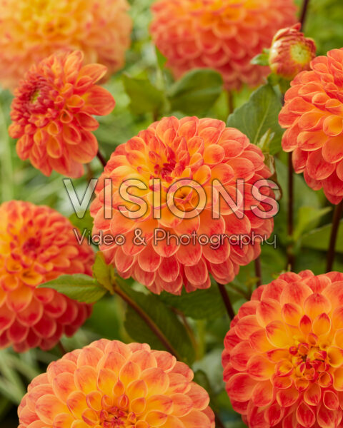 Dahlia Jowey Chantal Dahlia Jowey Chantal