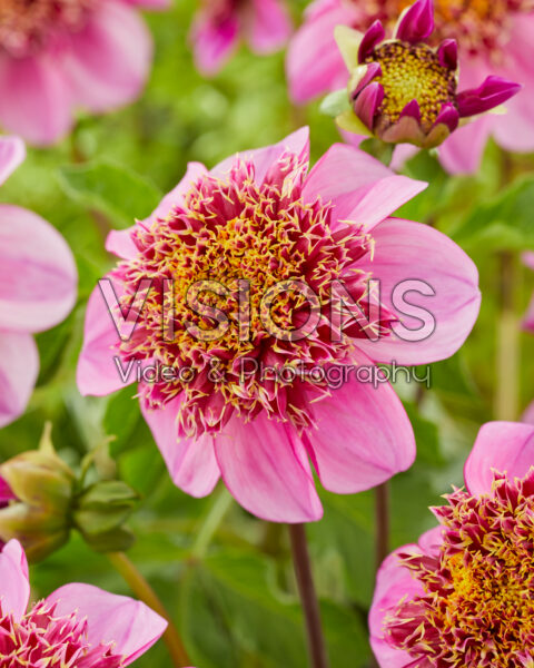 Dahlia Dad's Favourite