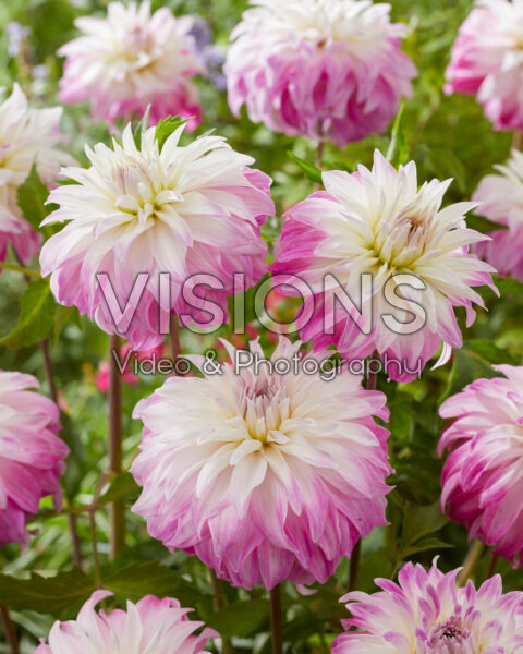 Dahlia Pink Petticoat Dahlia Pink Petticoat