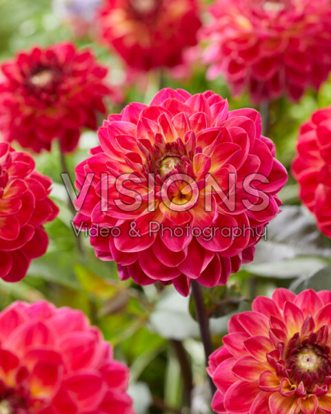 Dahlia Dancing Don Dahlia Dancing Don