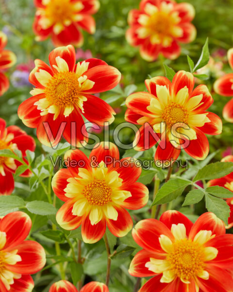 Dahlia Pooh Swan-Island Dahlia Pooh Swan-Island
