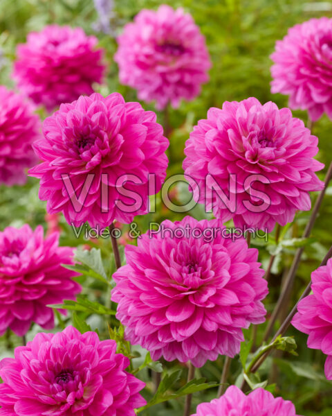 Dahlia roze