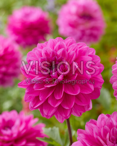 Dahlia roze
