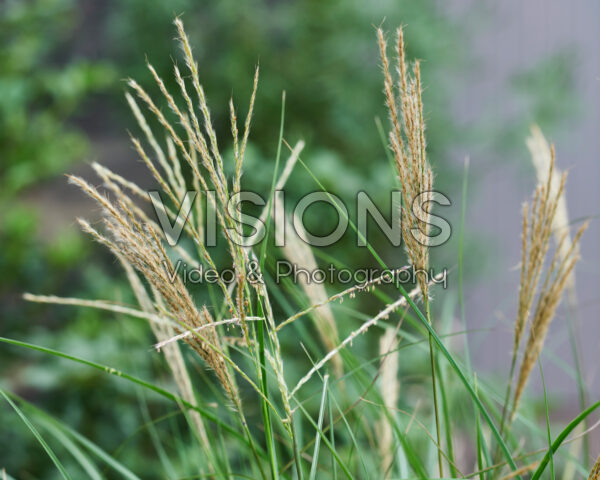 Miscanthus sinensis Missmini