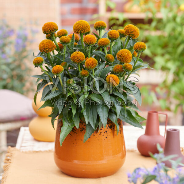 Echinacea Drumstick Gold Echinacea Drumstick Gold