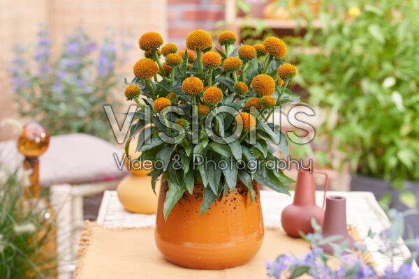Echinacea Drumstick Gold Echinacea Drumstick Gold
