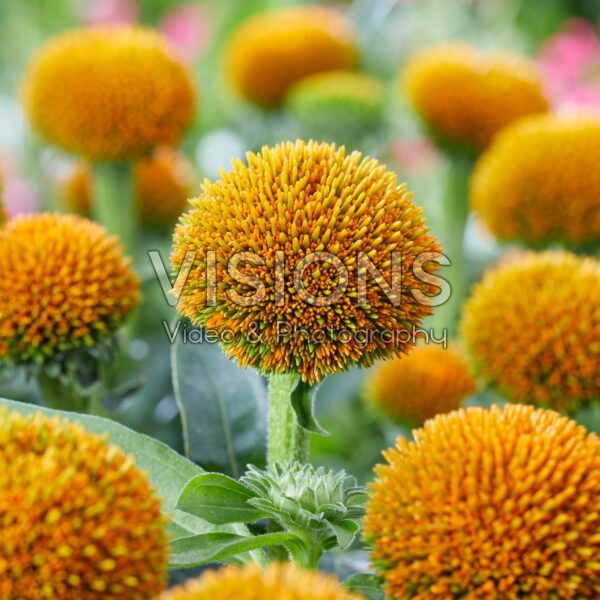 Echinacea Drumstick Gold