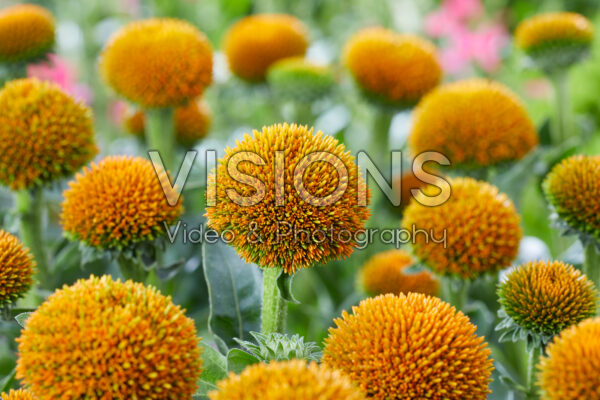 Echinacea Drumstick Gold Echinacea Drumstick Gold