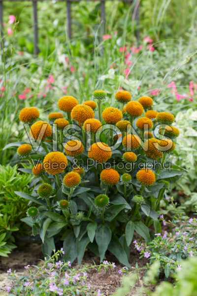Echinacea Drumstick Gold Echinacea Drumstick Gold