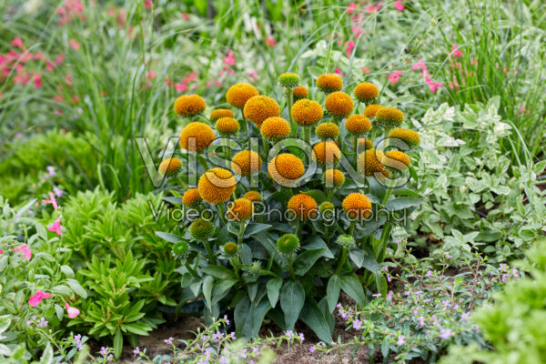 Echinacea Drumstick Gold