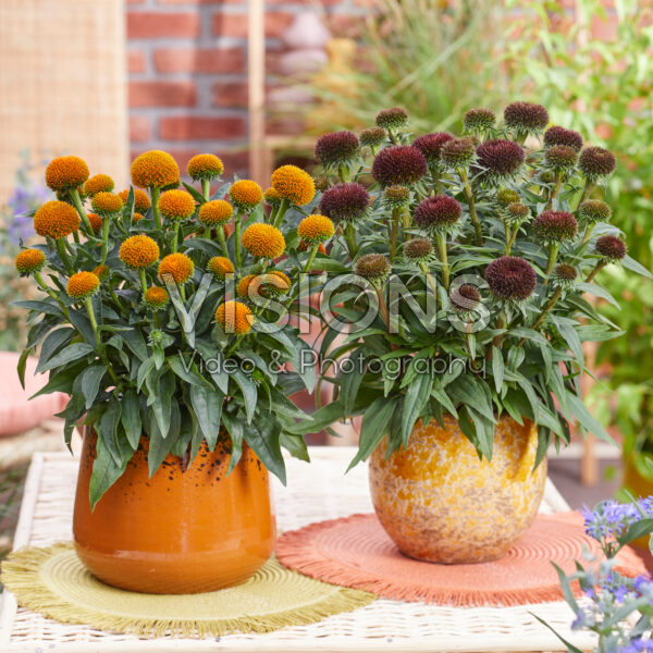 Echinacea Drumstick Gold, Drumstick Purple