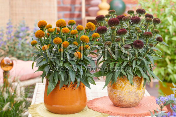 Echinacea Drumstick Gold, Drumstick Purple Echinacea Drumstick Gold, Drumstick Purple