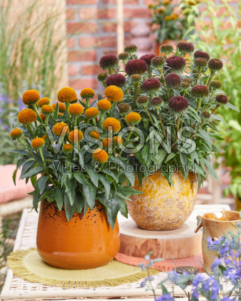 Echinacea Drumstick Gold, Drumstick Purple
