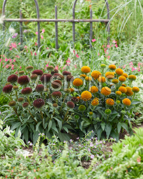 Echinacea Drumstick Gold, Drumstick Purple Echinacea Drumstick Gold, Drumstick Purple