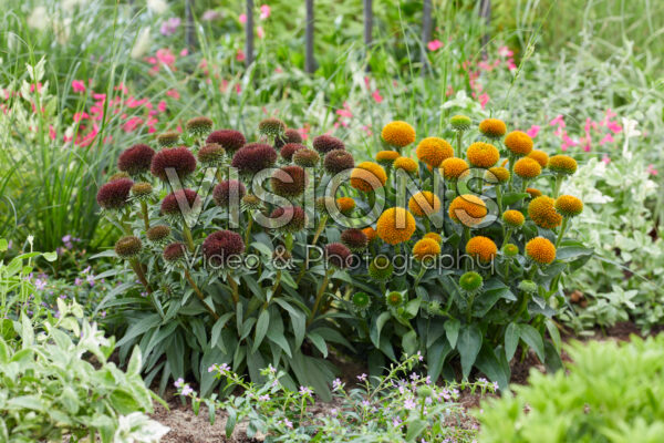 Echinacea Drumstick Gold, Drumstick Purple