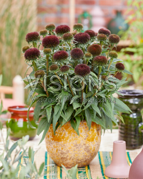 Echinacea Drumstick Purple Echinacea Drumstick Purple
