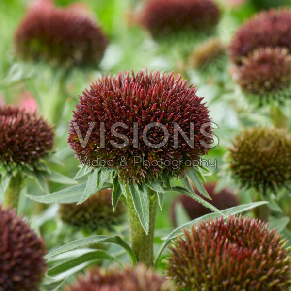 Echinacea Drumstick Purple Echinacea Drumstick Purple