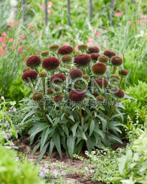 Echinacea Drumstick Purple